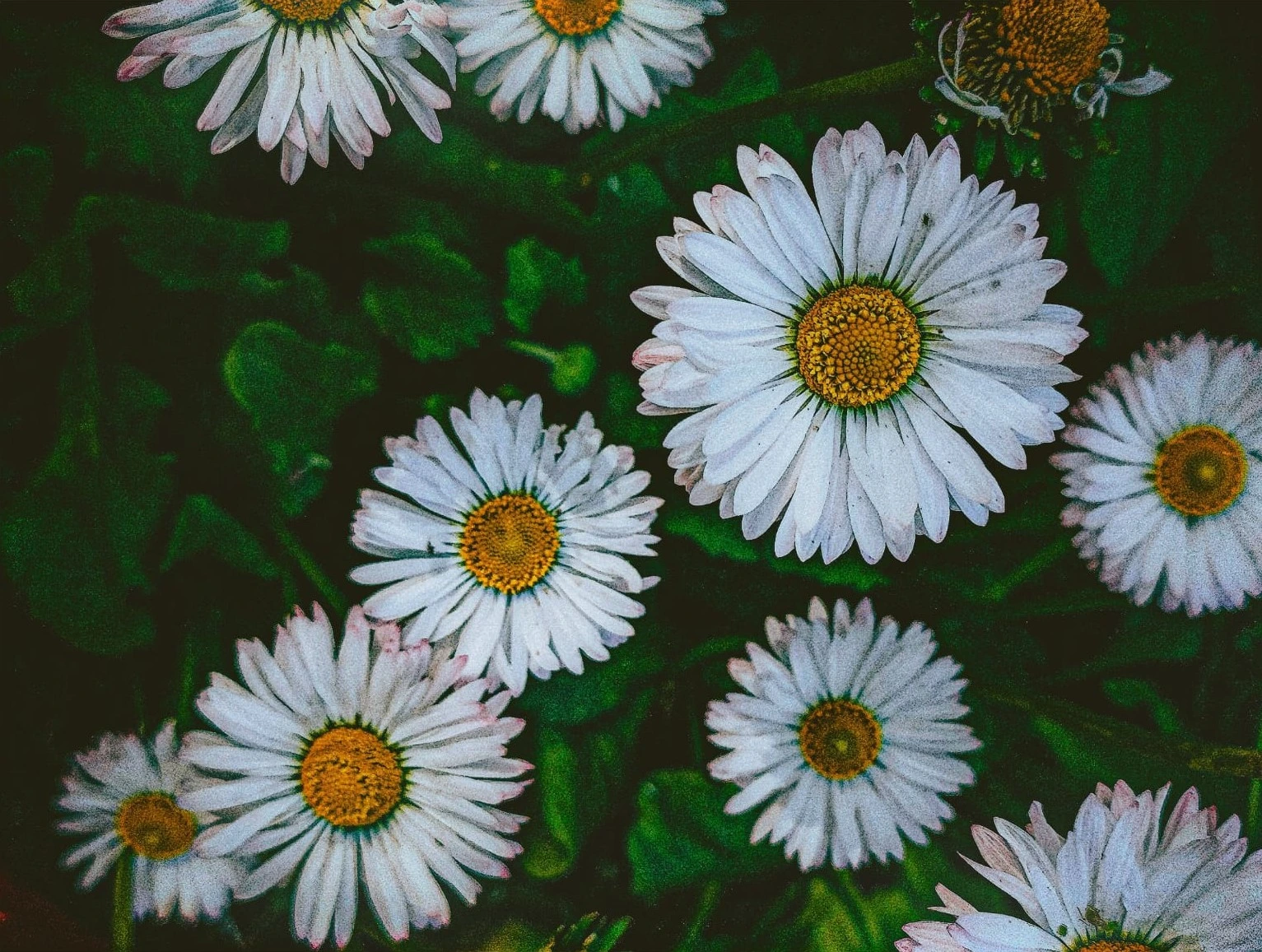 Daisy
